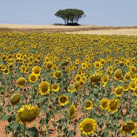 Rurales Camino Del Cid Appartamento Castejón de las Armas